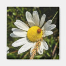 Search for daisy magnets Ladybug