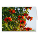 Search for african tree postcards Tropical