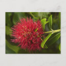 Search for pohutukawa postcards Flower