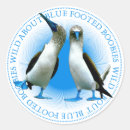 Search for bird foot gift wrap Ecuador