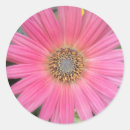 Search for pink gerbera daisy stickers Flowers