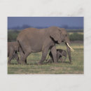Search for mom dad postcards Nature