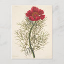 Search for rosco postcards Flower