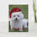 Search for bichon christmas cards Frise