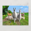 Search for sheep painting postcards Nature