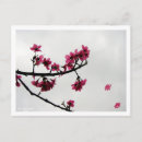 Search for spring cherry blossoms postcards Nature