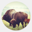 Search for native american craft supplies Bison