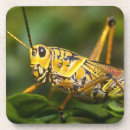 Search for greg johnston Insect