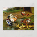 Search for black feathers postcards Vintage