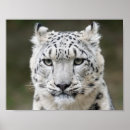 Search for snow leopard art Wildlife