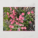 Search for matt postcards Flower