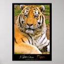 Search for siberian posters Tiger