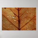 Search for drop leafs posters Autumn