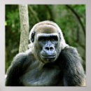 Search for silverbacks art Animal