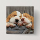 Search for beagle square badges Photography