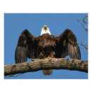 Search for spread eagle Wildlife