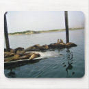 Search for harbour mouse mats Seals