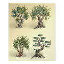 Search for olive tree posters Olives