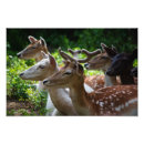 Search for fallow posters Animal