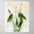 Search for arrowhead posters Botanical