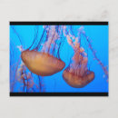 Search for beautiful ocean life postcards Underwater