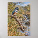 Search for kingfisher posters Birdwatching