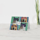 Search for collage cats cards Animal