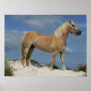 Search for haflinger posters Bob langrish