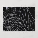 Search for macro postcards Spider