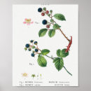 Search for rubus Botany