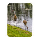 Search for sandhill magnets Green