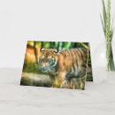 Search for sumatran cards Big cats