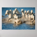 Search for ferus posters Europe