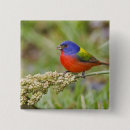 Search for feeding square badges Usa