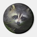 Search for subjects magnets Nature