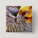 Search for wild duck badges Nature