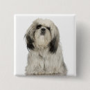 Search for tibetan badges Puppy