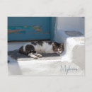Search for pussie postcards Kitten