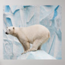 Search for zoo posters Polar