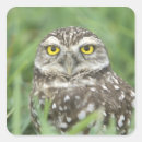 Search for burrow stickers Fauna