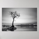 Search for bare trees posters Outdoors