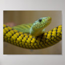 Search for yellow snakes posters Green