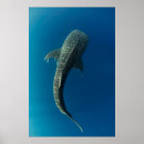 Search for whale shark posters Cenderawasih