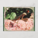 Search for bug pictures postcards Insects