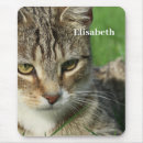Search for isolate mouse mats Domestic
