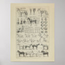 Search for cheval posters Horse