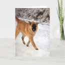 Search for dog walking cards Canine
