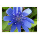 Search for chicory Garden