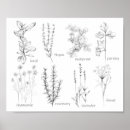 Search for cooking herbs posters Rosemary