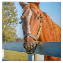 Search for thoroughbred tiles Farm